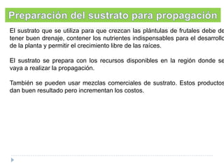 El sustrato que se utiliza para que crezcan las plántulas de frutales debe de
tener buen drenaje, contener los nutrientes indispensables para el desarrollo
de la planta y permitir el crecimiento libre de las raíces.

El sustrato se prepara con los recursos disponibles en la región donde se
vaya a realizar la propagación.

También se pueden usar mezclas comerciales de sustrato. Estos productos
dan buen resultado pero incrementan los costos.

 