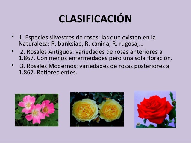 Resultado de imagen para clasificacion de rosas