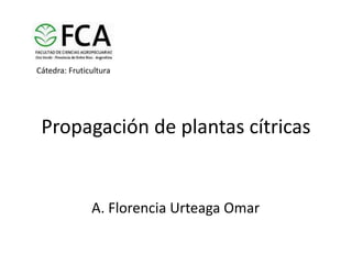 Cátedra: Fruticultura Propagación de plantas cítricas A. Florencia Urteaga Omar 