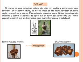 CORMOS
El cormo es una estructura sólida, de tallo con nudos y entrenudos bien
definidos. En el cormo adulto, las bases secas de las hojas persisten en cada
nudo y envuelven al cormo. Esta cubierta, conocida como túnica, lo protege de
lesiones y contra la pérdida de agua. En el ápice del cormo hay una yema
vegetativa apical, que se desarrollará para formar las hojas y el tallo floral.
Cormos nuevos y cormillos División del cormo
Propagación
 
