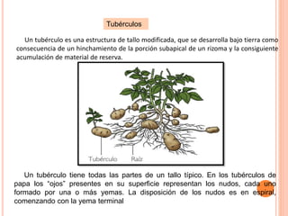 Tubérculos
Un tubérculo es una estructura de tallo modificada, que se desarrolla bajo tierra como
consecuencia de un hinchamiento de la porción subapical de un rizoma y la consiguiente
acumulación de material de reserva.
Un tubérculo tiene todas las partes de un tallo típico. En los tubérculos de
papa los “ojos” presentes en su superficie representan los nudos, cada uno
formado por una o más yemas. La disposición de los nudos es en espiral,
comenzando con la yema terminal
 