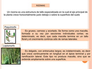 RIZOMAS
Un rizoma es una estructura de tallo especializada en la cual el eje principal de
la planta crece horizontalmente justo debajo o sobre la superficie del suelo
Paquimorfo
Leptomorfo
Es grueso, carnoso y acortado. Se forma como una macolla,
formada a su vez por secciones individuales cortas; es
determinado, es decir, que cada macolla termina en un tallo
floral y el crecimiento continúa sólo de ramas laterales
Es delgado, con entrenudos largos; es indeterminado, es decir
que crece continuamente en longitud en el ápice terminal y por
ramificación lateral. Este tipo no produce macolla, sino que se
extiende ampliamente sobre una superficie.
 