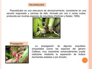 PSEUDOBULBOS
Pseudobulbo es una estructura de almacenamiento, consistente en una
sección engrosada y carnosa de tallo, formada por uno o varios nudos,
producida por muchas especies de orquídeas (Hartman y Kester, 1995).
La propagación de algunas orquídeas
simpodiales (como las especies del género
Cattleya, muy importante comercialmente) puede
realizarse mediante la separación de bulbos
durmientes aislados o por división.
Propagación
 