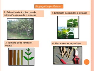 Propagación por Estaca
1. Selección de árboles para la
extracción de ramilla o estacas
2. Selección de ramillas o estacas
3. Tamaño de la ramilla o
estaca
4. Herramientas requeridas
 