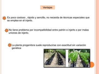 Ventajas
Es poco costoso , rápido y sencillo, no necesita de técnicas especiales que
se emplea en el injerto.
No tiene problema por incompatibilidad entre patrón e injerto o por malas
uniones de injerto.
La planta progenitora suele reproducirse con exactitud sin variación
genética
 