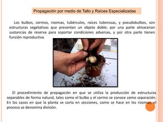 Propagación por medio de Tallo y Raíces Especializadas
Los bulbos, cormos, rizomas, tubérculos, raíces tuberosas, y pseudobulbos, son
estructuras vegetativas que presentan un objeto doble; por una parte almacenan
sustancias de reserva para soportar condiciones adversas, y por otra parte tienen
función reproductiva.
El procedimiento de propagación en que se utiliza la producción de estructuras
separables de forma natural, tales como el bulbo y el cormo se conoce como separación.
En los casos en que la planta se corta en secciones, como se hace en los rizomas, el
proceso se denomina división.
 