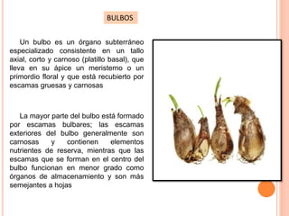 BULBOS
Un bulbo es un órgano subterráneo
especializado consistente en un tallo
axial, corto y carnoso (platillo basal), que
lleva en su ápice un meristemo o un
primordio floral y que está recubierto por
escamas gruesas y carnosas
La mayor parte del bulbo está formado
por escamas bulbares; las escamas
exteriores del bulbo generalmente son
carnosas y contienen elementos
nutrientes de reserva, mientras que las
escamas que se forman en el centro del
bulbo funcionan en menor grado como
órganos de almacenamiento y son más
semejantes a hojas
 