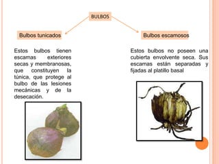 BULBOS
Bulbos tunicados
Estos bulbos tienen
escamas exteriores
secas y membranosas,
que constituyen la
túnica, que protege al
bulbo de las lesiones
mecánicas y de la
desecación.
Bulbos escamosos
Estos bulbos no poseen una
cubierta envolvente seca. Sus
escamas están separadas y
fijadas al platillo basal
 