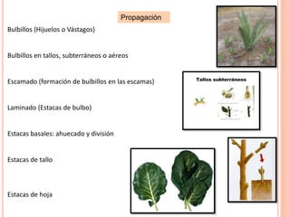Propagación
Bulbillos (Hijuelos o Vástagos)
Bulbillos en tallos, subterráneos o aéreos
Escamado (formación de bulbillos en las escamas)
Laminado (Estacas de bulbo)
Estacas basales: ahuecado y división
Estacas de tallo
Estacas de hoja
 