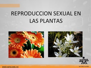 REPRODUCCION SEXUAL EN
LAS PLANTAS
 