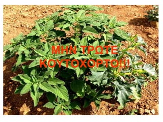 ΜΗΝ ΤΡΩΤΕ ΚΟΥΤΟΧΟΡΤΟ !!! 