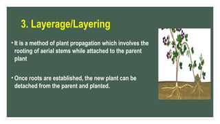 Drop Layering PROPAGATING-HORTICULTURAL-CROPS-ppt-2-2.pptx