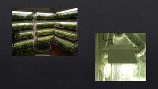 Propagating structures