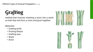 method that involves inserting a scion into a stock
so that they will form a union and grow together.
Materials:
• Grafting knife
• Pruning Shears
• Grafting wax
• Stock
• Scion
Different Types of Asexual Propagation
Grafting
 
