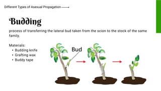 process of transferring the lateral bud taken from the scion to the stock of the same
family.
Materials:
• Budding knife
• Grafting wax
• Buddy tape
Different Types of Asexual Propagation
Budding
 