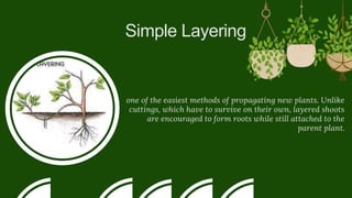 Simple Layering
one of the easiest methods of propagating new plants. Unlike
cuttings, which have to survive on their own, layered shoots
are encouraged to form roots while still attached to the
parent plant.
 