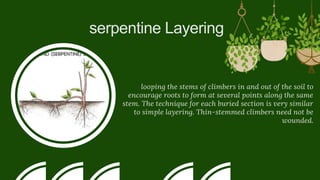 serpentine Layering
looping the stems of climbers in and out of the soil to
encourage roots to form at several points along the same
stem. The technique for each buried section is very similar
to simple layering. Thin-stemmed climbers need not be
wounded.
 