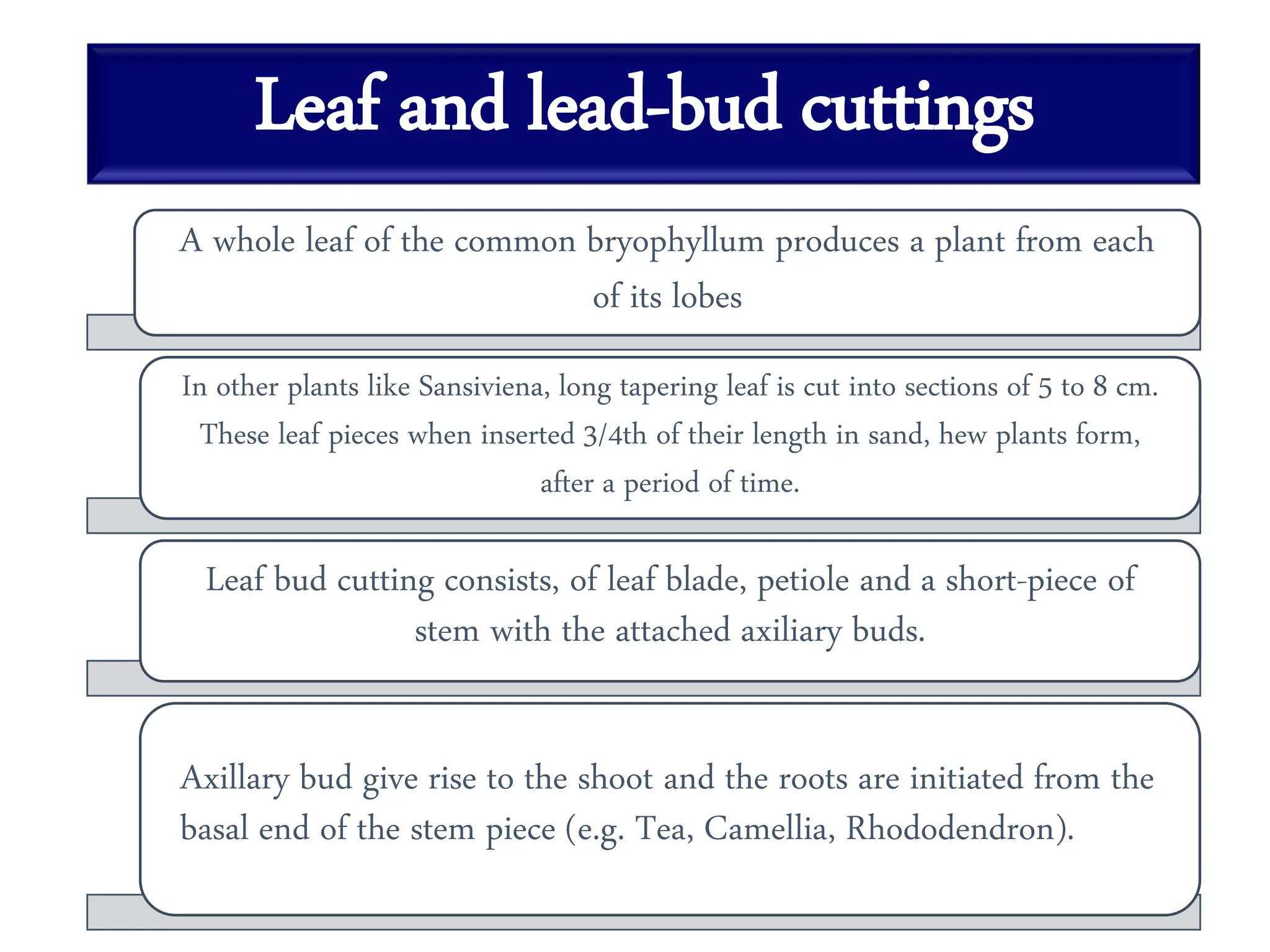 Leaf and lead-bud cuttings
A whole leaf of the common bryophyllum produces a plant from each
of its lobes
In other plants like Sansiviena, long tapering leaf is cut into sections of 5 to 8 cm.
These leaf pieces when inserted 3/4th of their length in sand, hew plants form,
after a period of time.
Leaf bud cutting consists, of leaf blade, petiole and a short-piece of
stem with the attached axiliary buds.
Axillary bud give rise to the shoot and the roots are initiated from the
basal end of the stem piece (e.g. Tea, Camellia, Rhododendron).
 