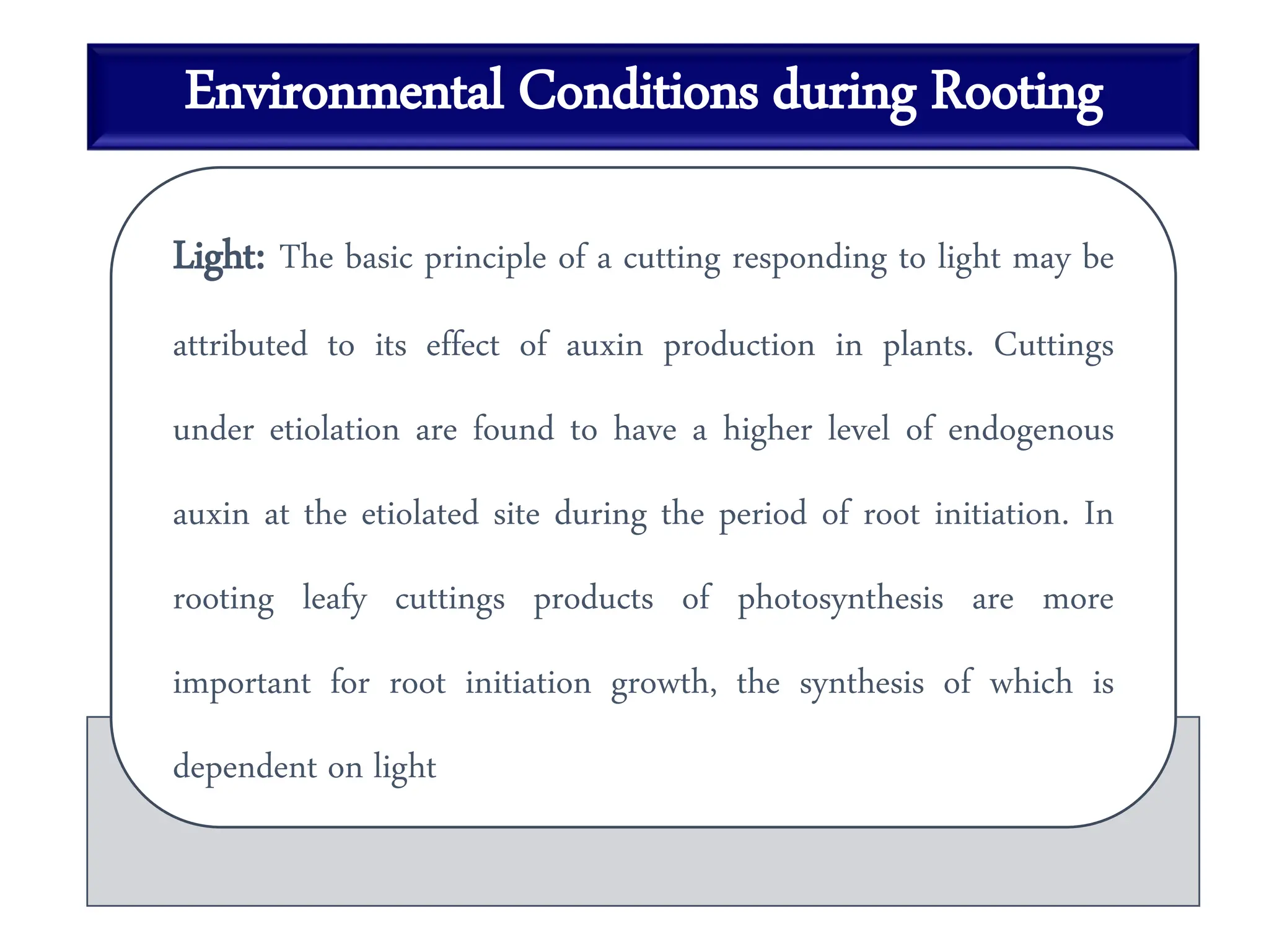 Environmental Conditions during Rooting
Light: The basic principle of a cutting responding to light may be
attributed to its effect of auxin production in plants. Cuttings
under etiolation are found to have a higher level of endogenous
auxin at the etiolated site during the period of root initiation. In
rooting leafy cuttings products of photosynthesis are more
important for root initiation growth, the synthesis of which is
dependent on light
 