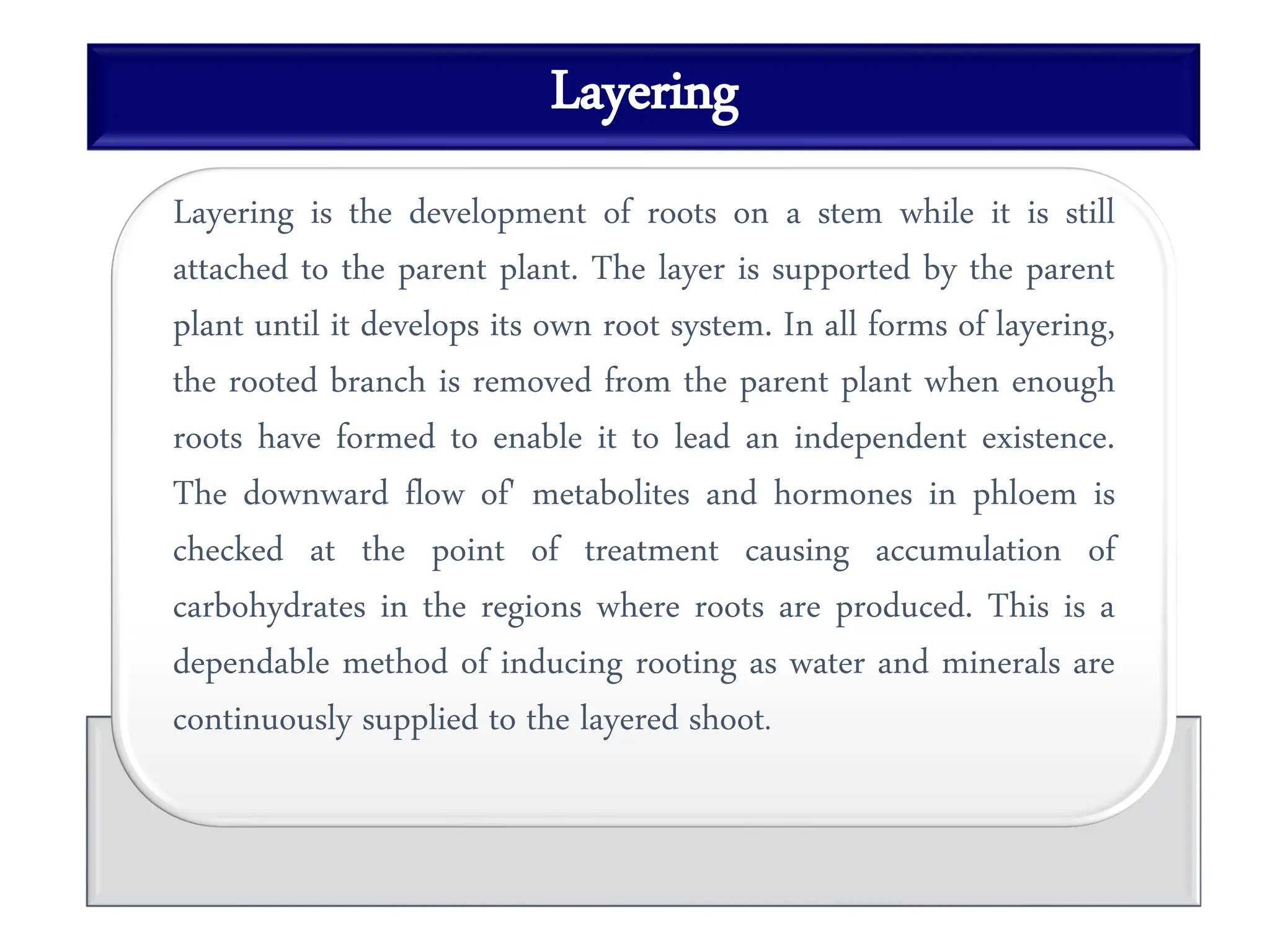 Layering
Layering is the development of roots on a stem while it is still
attached to the parent plant. The layer is supported by the parent
plant until it develops its own root system. In all forms of layering,
the rooted branch is removed from the parent plant when enough
roots have formed to enable it to lead an independent existence.
The downward flow of' metabolites and hormones in phloem is
checked at the point of treatment causing accumulation of
carbohydrates in the regions where roots are produced. This is a
dependable method of inducing rooting as water and minerals are
continuously supplied to the layered shoot.
 