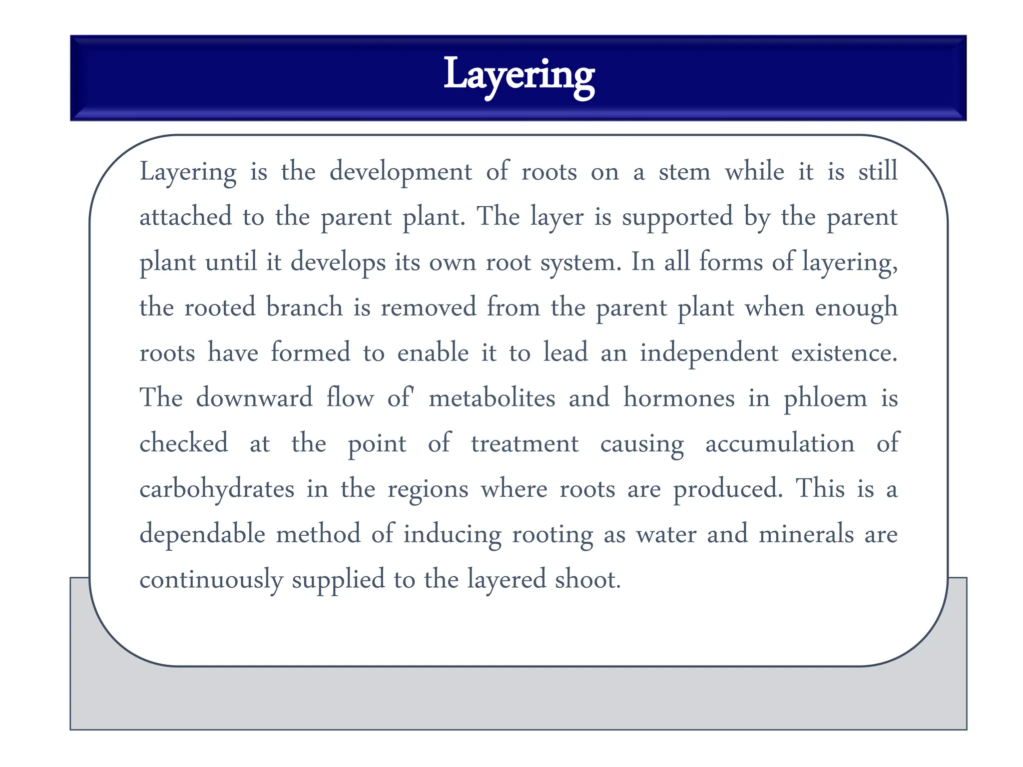 Layering
Layering is the development of roots on a stem while it is still
attached to the parent plant. The layer is supported by the parent
plant until it develops its own root system. In all forms of layering,
the rooted branch is removed from the parent plant when enough
roots have formed to enable it to lead an independent existence.
The downward flow of' metabolites and hormones in phloem is
checked at the point of treatment causing accumulation of
carbohydrates in the regions where roots are produced. This is a
dependable method of inducing rooting as water and minerals are
continuously supplied to the layered shoot.
 