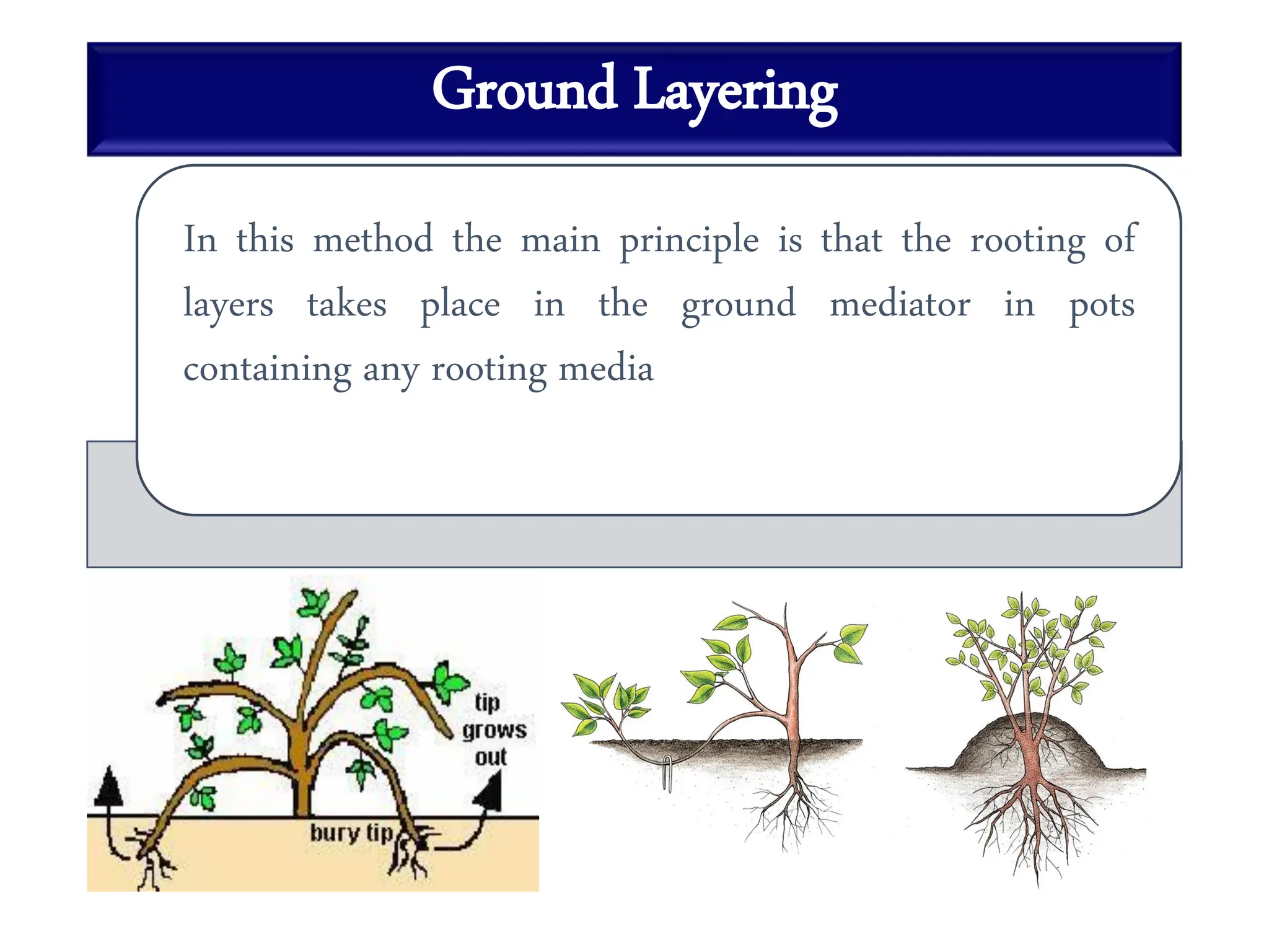 Ground Layering
In this method the main principle is that the rooting of
layers takes place in the ground mediator in pots
containing any rooting media
 