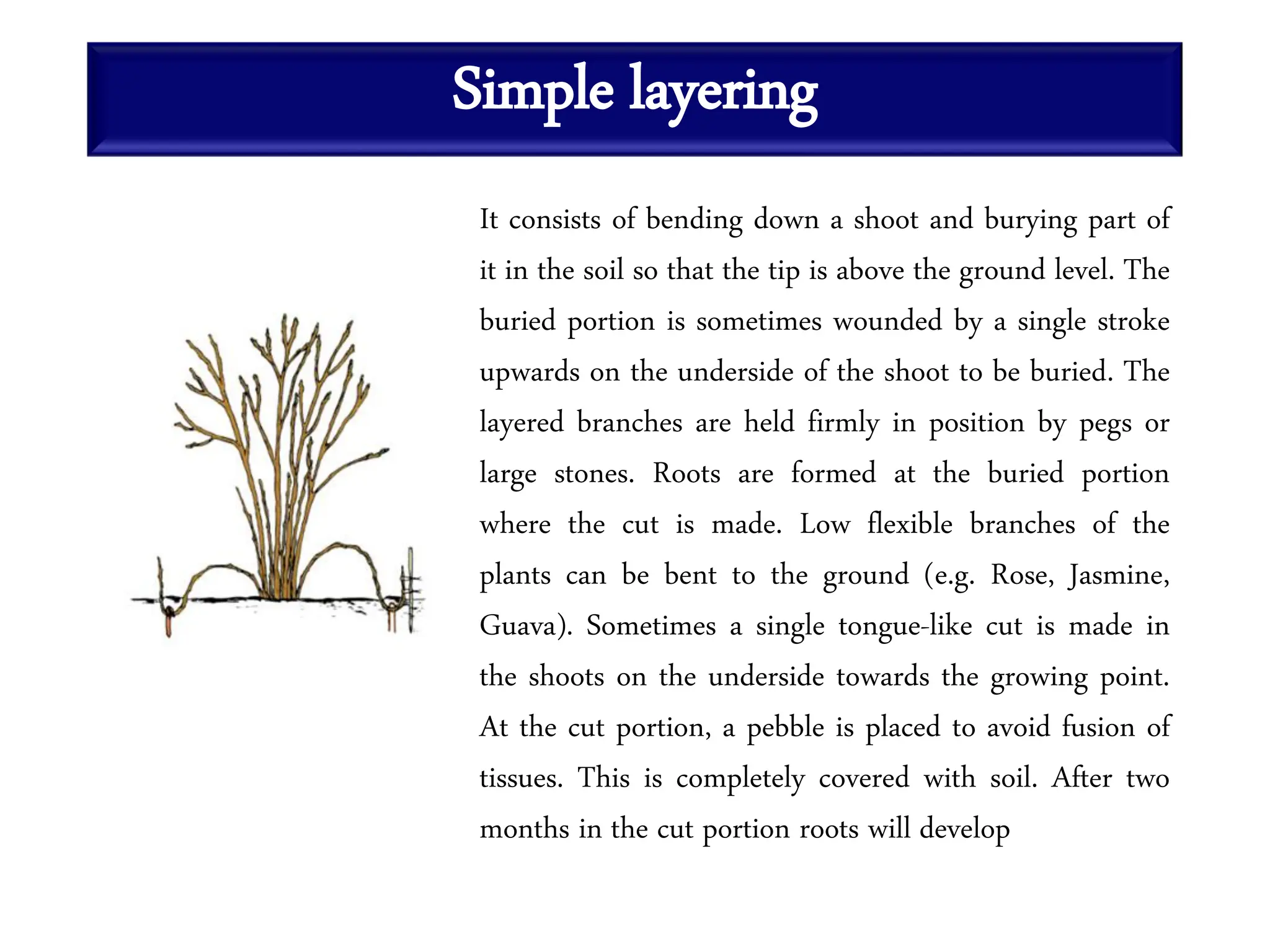 Simple layering
It consists of bending down a shoot and burying part of
it in the soil so that the tip is above the ground level. The
buried portion is sometimes wounded by a single stroke
upwards on the underside of the shoot to be buried. The
layered branches are held firmly in position by pegs or
large stones. Roots are formed at the buried portion
where the cut is made. Low flexible branches of the
plants can be bent to the ground (e.g. Rose, Jasmine,
Guava). Sometimes a single tongue-like cut is made in
the shoots on the underside towards the growing point.
At the cut portion, a pebble is placed to avoid fusion of
tissues. This is completely covered with soil. After two
months in the cut portion roots will develop
 