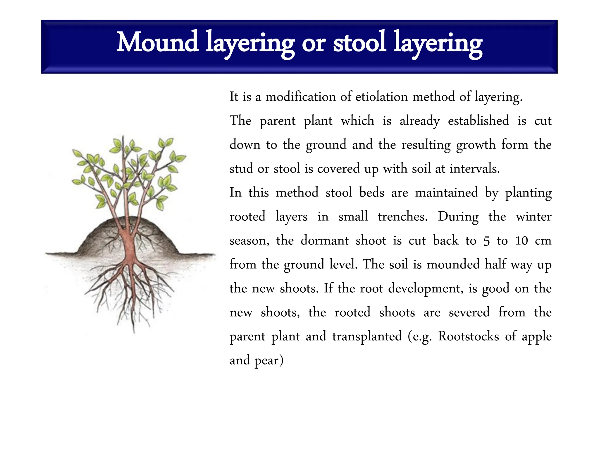 Mound layering or stool layering
It is a modification of etiolation method of layering.
The parent plant which is already established is cut
down to the ground and the resulting growth form the
stud or stool is covered up with soil at intervals.
In this method stool beds are maintained by planting
rooted layers in small trenches. During the winter
season, the dormant shoot is cut back to 5 to 10 cm
from the ground level. The soil is mounded half way up
the new shoots. If the root development, is good on the
new shoots, the rooted shoots are severed from the
parent plant and transplanted (e.g. Rootstocks of apple
and pear)
 