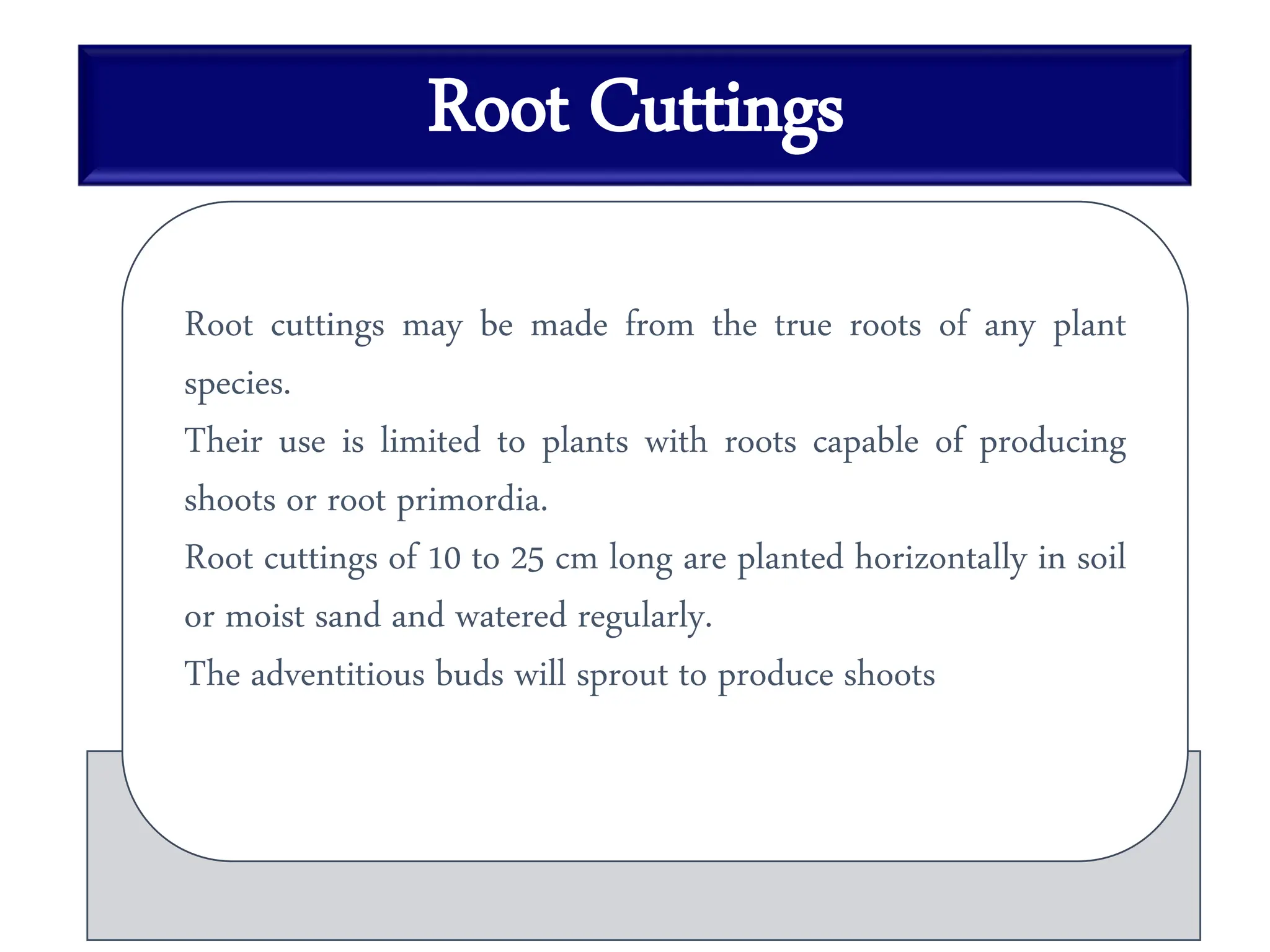 Root Cuttings
Root cuttings may be made from the true roots of any plant
species.
Their use is limited to plants with roots capable of producing
shoots or root primordia.
Root cuttings of 10 to 25 cm long are planted horizontally in soil
or moist sand and watered regularly.
The adventitious buds will sprout to produce shoots
 