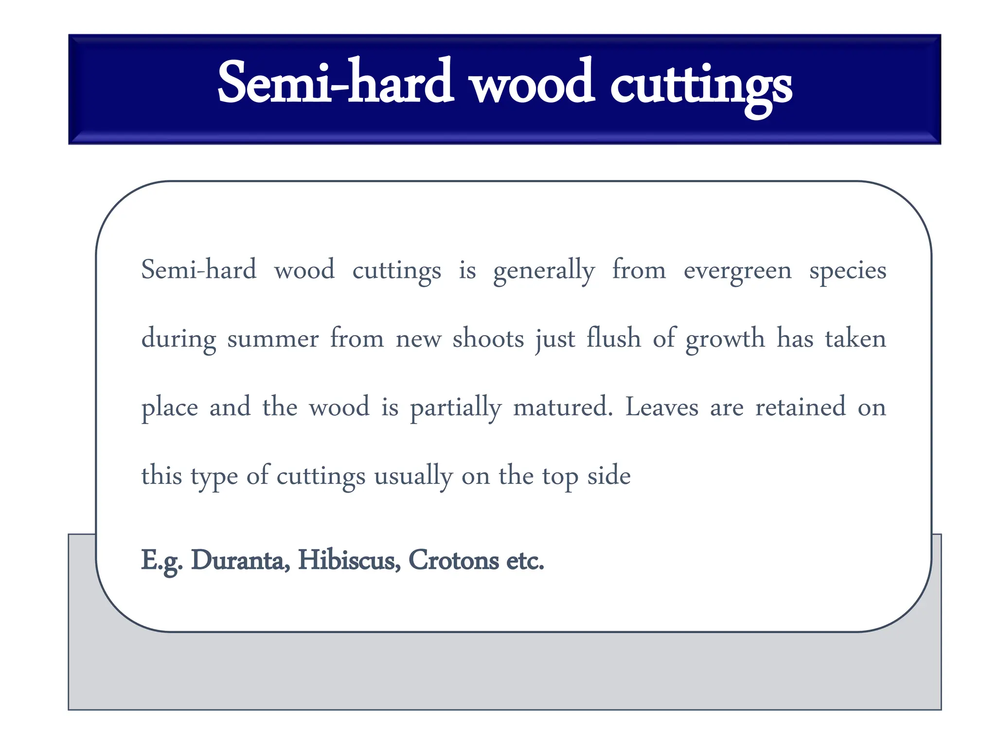 Semi-hard wood cuttings
Semi-hard wood cuttings is generally from evergreen species
during summer from new shoots just flush of growth has taken
place and the wood is partially matured. Leaves are retained on
this type of cuttings usually on the top side
E.g. Duranta, Hibiscus, Crotons etc.
 