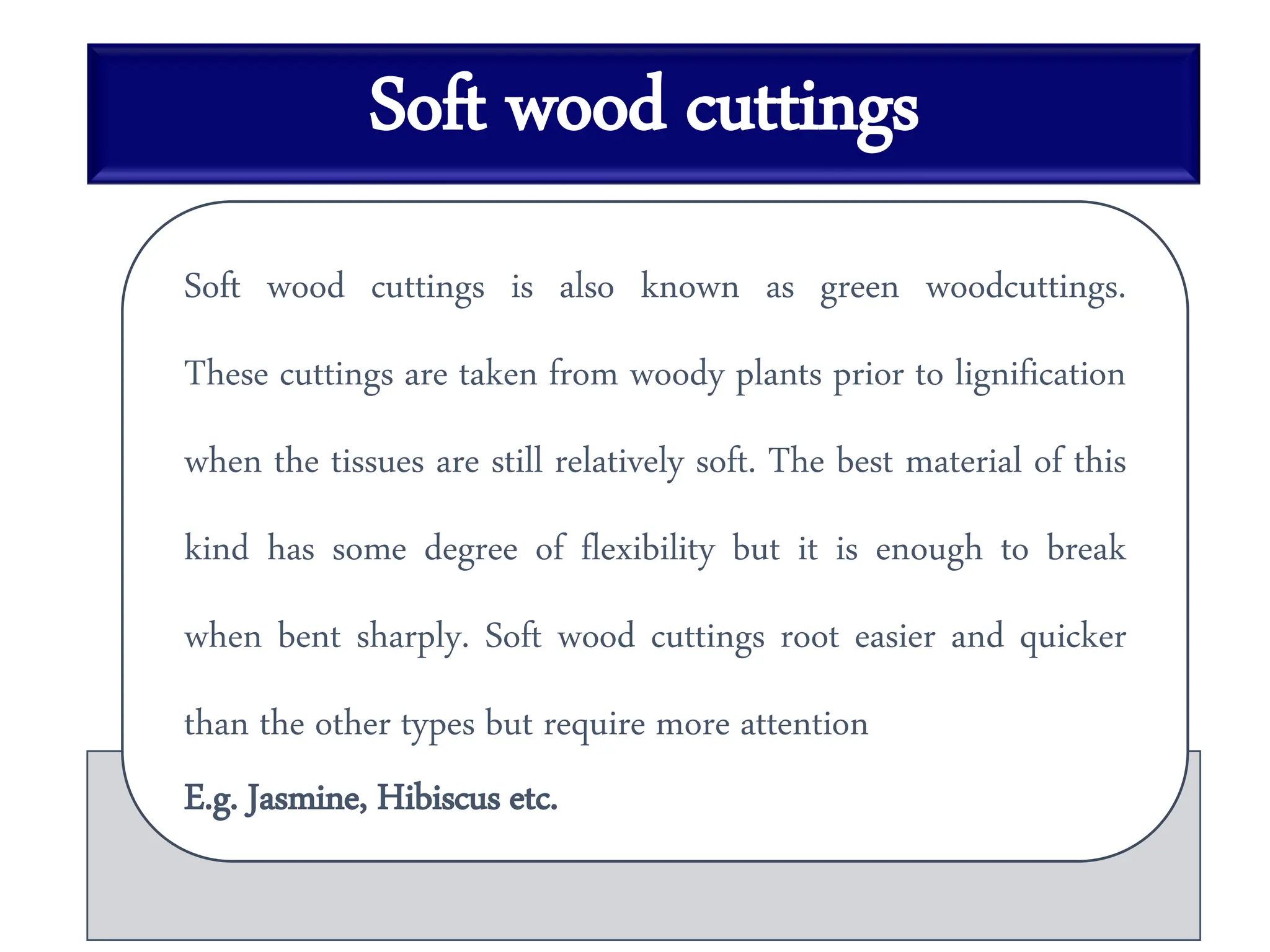 Soft wood cuttings
Soft wood cuttings is also known as green woodcuttings.
These cuttings are taken from woody plants prior to lignification
when the tissues are still relatively soft. The best material of this
kind has some degree of flexibility but it is enough to break
when bent sharply. Soft wood cuttings root easier and quicker
than the other types but require more attention
E.g. Jasmine, Hibiscus etc.
 