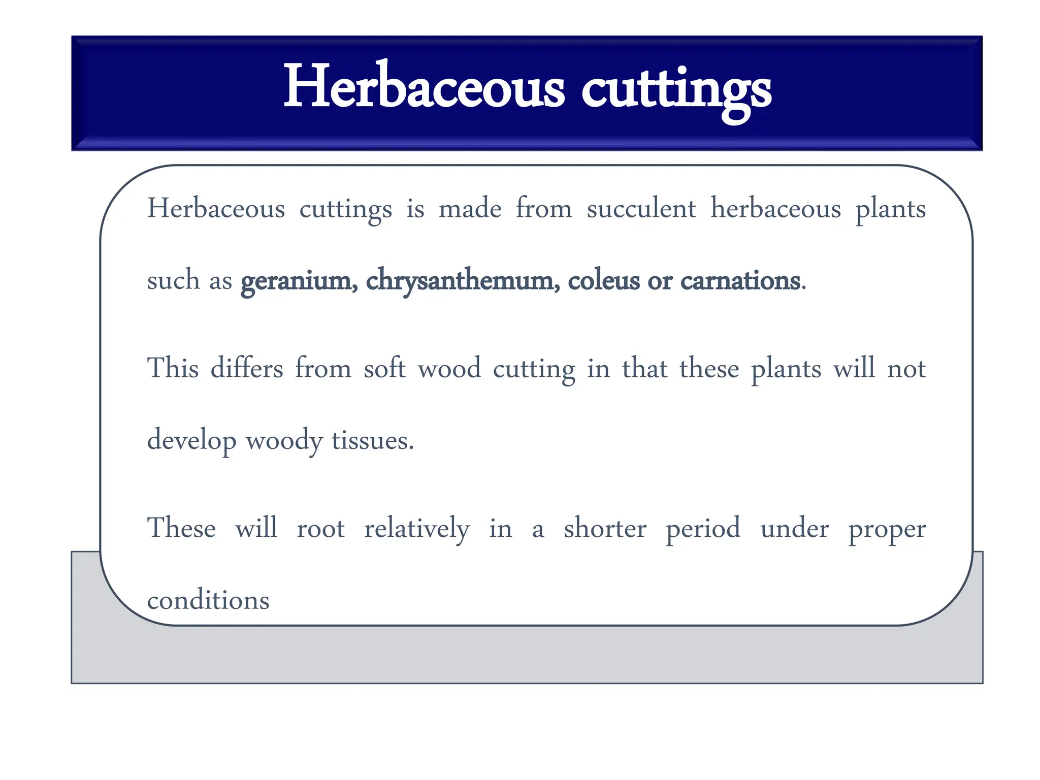 Herbaceous cuttings
Herbaceous cuttings is made from succulent herbaceous plants
such as geranium, chrysanthemum, coleus or carnations.
This differs from soft wood cutting in that these plants will not
develop woody tissues.
These will root relatively in a shorter period under proper
conditions
 