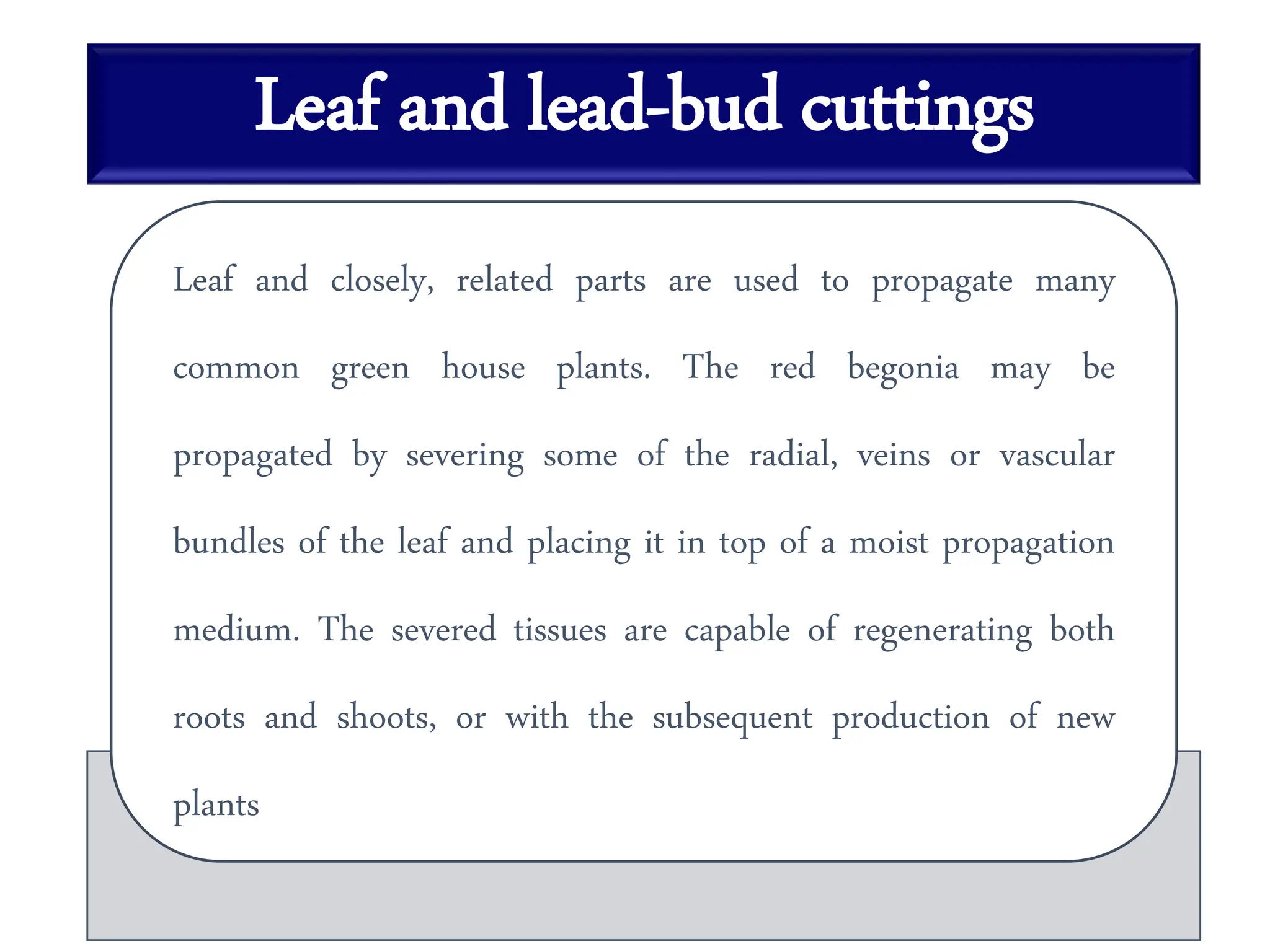 Leaf and lead-bud cuttings
Leaf and closely, related parts are used to propagate many
common green house plants. The red begonia may be
propagated by severing some of the radial, veins or vascular
bundles of the leaf and placing it in top of a moist propagation
medium. The severed tissues are capable of regenerating both
roots and shoots, or with the subsequent production of new
plants
 