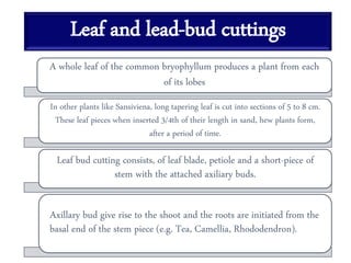 Leaf and lead-bud cuttings
A whole leaf of the common bryophyllum produces a plant from each
of its lobes
In other plants like Sansiviena, long tapering leaf is cut into sections of 5 to 8 cm.
These leaf pieces when inserted 3/4th of their length in sand, hew plants form,
after a period of time.
Leaf bud cutting consists, of leaf blade, petiole and a short-piece of
stem with the attached axiliary buds.
Axillary bud give rise to the shoot and the roots are initiated from the
basal end of the stem piece (e.g. Tea, Camellia, Rhododendron).
 