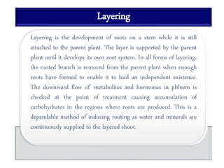 Layering
Layering is the development of roots on a stem while it is still
attached to the parent plant. The layer is supported by the parent
plant until it develops its own root system. In all forms of layering,
the rooted branch is removed from the parent plant when enough
roots have formed to enable it to lead an independent existence.
The downward flow of' metabolites and hormones in phloem is
checked at the point of treatment causing accumulation of
carbohydrates in the regions where roots are produced. This is a
dependable method of inducing rooting as water and minerals are
continuously supplied to the layered shoot.
 