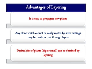 Advantages of Layering
It is easy to propagate new plants
Any clone which cannot be easily rooted by stem cuttings
may be made to root through layers
Desired size of plants (big or small) can be obtained by
layering
 