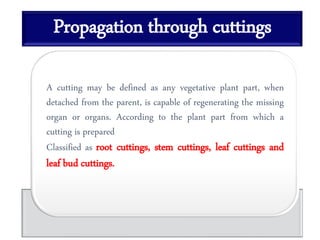 Propagation through cuttings
A cutting may be defined as any vegetative plant part, when
detached from the parent, is capable of regenerating the missing
organ or organs. According to the plant part from which a
cutting is prepared
Classified as root cuttings, stem cuttings, leaf cuttings and
leaf bud cuttings.
 