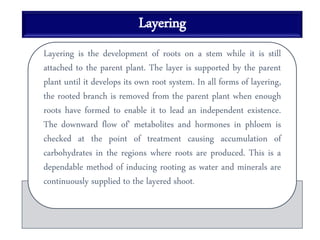 Layering
Layering is the development of roots on a stem while it is still
attached to the parent plant. The layer is supported by the parent
plant until it develops its own root system. In all forms of layering,
the rooted branch is removed from the parent plant when enough
roots have formed to enable it to lead an independent existence.
The downward flow of' metabolites and hormones in phloem is
checked at the point of treatment causing accumulation of
carbohydrates in the regions where roots are produced. This is a
dependable method of inducing rooting as water and minerals are
continuously supplied to the layered shoot.
 