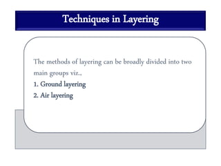 Techniques in Layering
The methods of layering can be broadly divided into two
main groups viz.,
1. Ground layering
2. Air layering
 