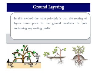 Ground Layering
In this method the main principle is that the rooting of
layers takes place in the ground mediator in pots
containing any rooting media
 