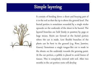Simple layering
It consists of bending down a shoot and burying part of
it in the soil so that the tip is above the ground level. The
buried portion is sometimes wounded by a single stroke
upwards on the underside of the shoot to be buried. The
layered branches are held firmly in position by pegs or
large stones. Roots are formed at the buried portion
where the cut is made. Low flexible branches of the
plants can be bent to the ground (e.g. Rose, Jasmine,
Guava). Sometimes a single tongue-like cut is made in
the shoots on the underside towards the growing point.
At the cut portion, a pebble is placed to avoid fusion of
tissues. This is completely covered with soil. After two
months in the cut portion roots will develop
 