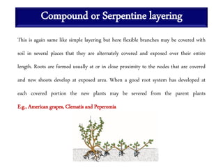 Compound or Serpentine layering
This is again same like simple layering but here flexible branches may be covered with
soil in several places that they are alternately covered and exposed over their entire
length. Roots are formed usually at or in close proximity to the nodes that are covered
and new shoots develop at exposed area. When a good root system has developed at
each covered portion the new plants may be severed from the parent plants
E.g., American grapes, Clematis and Peperomia
 