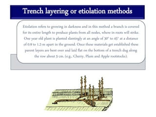 Trench layering or etiolation methods
Etiolation refers to growing in darkness and in this method a branch is covered
for its entire length to produce plants from all nodes, where in roots will strike.
One year old plant is planted slantingly at an angle of 30° to 45° at a distance
of 0.9 to 1.2-m apart in the ground. Once these materials get established these
parent layers are bent over and laid flat on the bottom of a trench dug along
the row about 5 cm. (e.g., Cherry, Plum and Apple rootstocks).
 