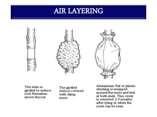 AIR LAYERING
 
