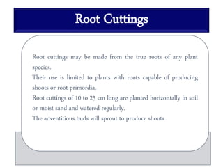 Root Cuttings
Root cuttings may be made from the true roots of any plant
species.
Their use is limited to plants with roots capable of producing
shoots or root primordia.
Root cuttings of 10 to 25 cm long are planted horizontally in soil
or moist sand and watered regularly.
The adventitious buds will sprout to produce shoots
 