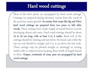 Hard wood cuttings
Most of the fruit plants are propagated by hard wood cuttings.
Cuttings are prepared during dormant, season from the wood of
the previous season growth. In certain fruit crops like fig and Olive
hard wood cuttings are prepared from two years or still older
woods. These cuttings have ample supply of stored food to nourish
developing shoots and roots. Hard wood cuttings should be about
15 to 25 cm long, with at least 2 to 3 nodes. Basal end of the
cuttings should be slanting and just below the basal node while the
top cut end should be straight and 2 to 3 cm above the last node.
These cuttings may be planted straight or slantingly in rooting
media with or without leaves keeping about 3/4th of length buried
in them. Grapes, rootstocks of roses, pear are propagated by hard
wood cuttings.
 