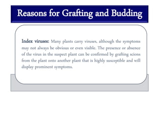 Reasons for Grafting and Budding
Index viruses: Many plants carry viruses, although the symptoms
may not always be obvious or even visible. The presence or absence
of the virus in the suspect plant can be confirmed by grafting scions
from the plant onto another plant that is highly susceptible and will
display prominent symptoms.
 