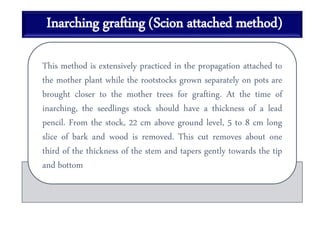 Inarching grafting (Scion attached method)
This method is extensively practiced in the propagation attached to
the mother plant while the rootstocks grown separately on pots are
brought closer to the mother trees for grafting. At the time of
inarching, the seedlings stock should have a thickness of a lead
pencil. From the stock, 22 cm above ground level, 5 to 8 cm long
slice of bark and wood is removed. This cut removes about one
third of the thickness of the stem and tapers gently towards the tip
and bottom
 
