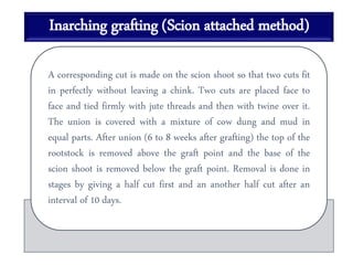 Inarching grafting (Scion attached method)
A corresponding cut is made on the scion shoot so that two cuts fit
in perfectly without leaving a chink. Two cuts are placed face to
face and tied firmly with jute threads and then with twine over it.
The union is covered with a mixture of cow dung and mud in
equal parts. After union (6 to 8 weeks after grafting) the top of the
rootstock is removed above the graft point and the base of the
scion shoot is removed below the graft point. Removal is done in
stages by giving a half cut first and an another half cut after an
interval of 10 days.
 