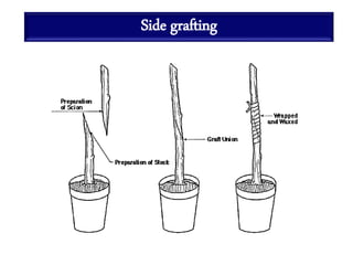 Side grafting
 